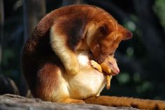 a small brown and white animal sitting on top of a tree