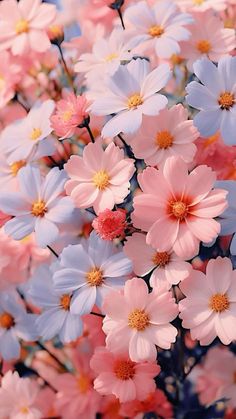 many pink and blue flowers are together