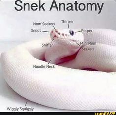 the anatomy of a snake's body and its parts labeled in white text on a white background