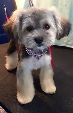 a small gray and white dog sitting on top of a table next to a red leash