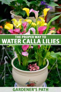 the proper way to water calla lilies in a pot with text overlay