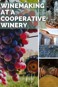 winemaking at a cooperative winery with images of grapes and barrels in the foreground