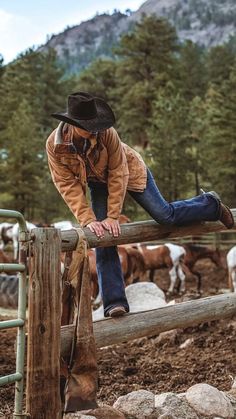 a man leaning on a fence with cows in the background