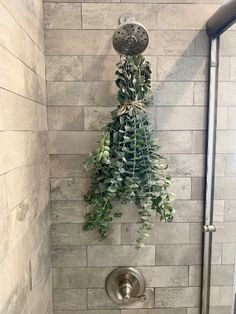 a shower with a plant hanging on the wall next to it's faucet