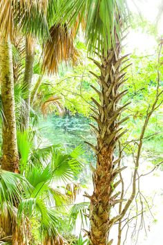 palm trees and water surrounded by lush green foliage