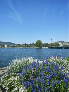 blue and white flowers are in the foreground, with boats on the water behind them