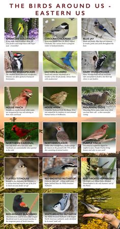 the birds around us poster shows different kinds of birds in their natural habitat, and how they