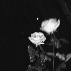 a black and white photo of two roses