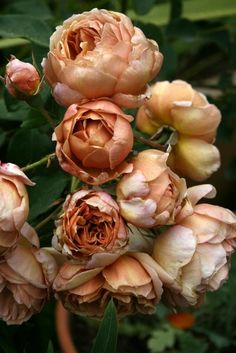 some very pretty flowers in a big pot