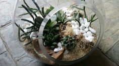 a glass vase filled with plants and rocks