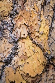 the bark of an old tree has been painted yellow and brown with some black spots