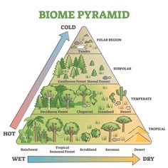 a pyramid with the words biome pyramid on it and trees in the bottom corner