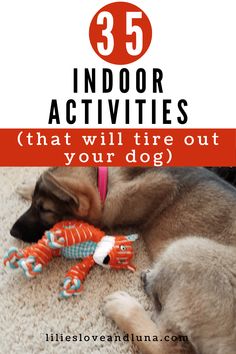 a dog laying on the floor next to a toy that says, 35 indoor activities that will