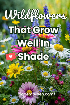 Vibrant wildflowers blooming in a lush, shaded garden, featuring a variety of perennial flowers for shade and shade garden plants. Ideal for anyone looking to enhance their shade garden design with beautiful flowers for shade. Wildflower Garden In Pots, How To Grow A Wildflower Garden, Shaded Wildflower Garden, Wildflower Garden Ideas Backyards, Shade Wildflowers, Types Of Wildflowers, Natural Yard, Flower Garden Layouts, Shady Garden