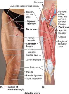 an image of the muscles and their corresponding parts labeled in this diagram with captions