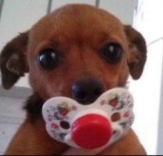 a dog with a pacifier in its mouth