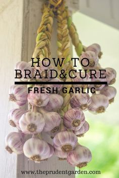 garlic hanging from the side of a building with text overlay that reads how to braid & care fresh garlic