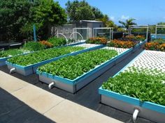 an outdoor vegetable garden with many plants growing in the ground and on top of each other