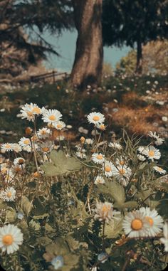 daisies are growing in the grass near a tree