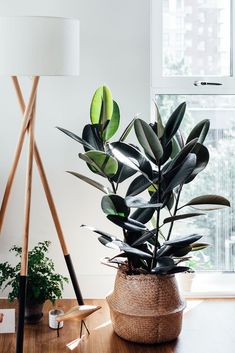 a potted plant sitting on top of a wooden table next to a lamp and window