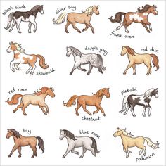 an image of horses with different colors and names in english or spanish language on white paper