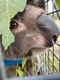 a close up of a animal in a cage with a plant growing out of it's mouth