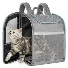 a small kitten inside of a grey and white cat carrier with its front door open