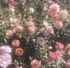 pink and orange flowers are growing in the sun