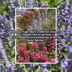 a quote on russian sage offers a different texture, is radiate, and the spreads he enhances everything else in the flower garden