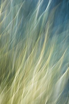 blurry photograph of grass blowing in the wind