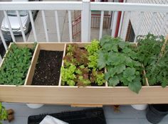 several different types of plants in wooden boxes on a balcony area with white railings