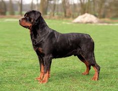 a large black and brown dog standing on top of a lush green grass covered field