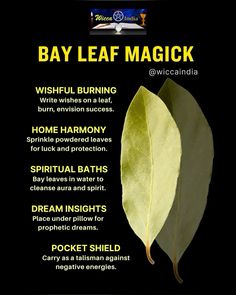 Spells With Bay Leaves, Burning Bay Leaves Benefits, Bay Leaf Witchcraft, Bay Leaves Manifestation, Bay Leaves Witchcraft, Bay Leaves Benefits, Bay Leaf Ritual, Bay Leaf Magic, Bay Leaf Manifestation