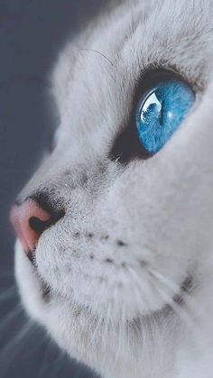 a white cat with blue eyes looking off into the distance