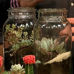 two glass jars filled with plants and dirt