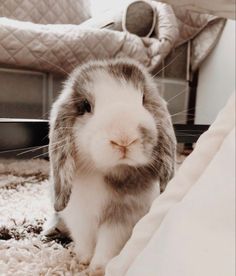 a rabbit sitting on top of a rug next to a bed