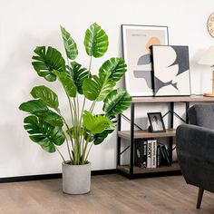 a living room with a couch, chair and large potted plant