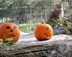 two pumpkins with faces carved to look like cats