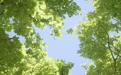 looking up at the tops of trees in a forest with bright green leaves on them