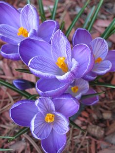 purple flowers with yellow stamens growing in the ground next to grass and dirt