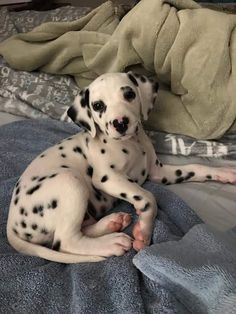 a dalmatian dog laying on top of a bed next to a blue blanket