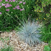 a blue plant in the middle of some grass and flowers