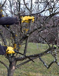 two men in yellow gloves are pruning an apple tree