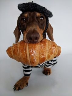 a dachshund is holding a croissant in its mouth and wearing a hat