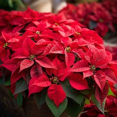 How to Care Your Poinsettia Plant and Keep Bright All Season: Expert Tips Caring For Poinsettia Plants, How To Take Care Of A Poinsettia Plant, How To Care For A Pointsetta Tips, Poinsettia Care Houseplant, How To Care For Poinsettias, Poinsettia Care Tips, Pointsetta Christmas, Poinsettia Decorating Ideas, Poinsettia Tree