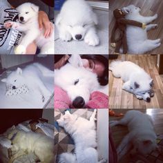 there are many pictures of white dogs and puppies in this collage, one is sleeping on the floor