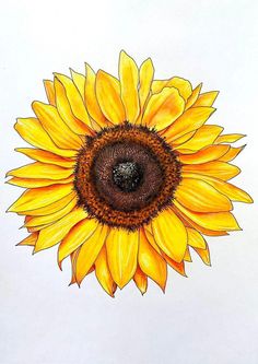 a drawing of a sunflower on a white background