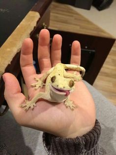 a small gecko sitting on the palm of someone's hand with it's mouth open