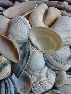 several seashells are arranged in a wicker basket