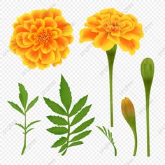 four different types of flowers and leaves on a white background, with one yellow flower in the